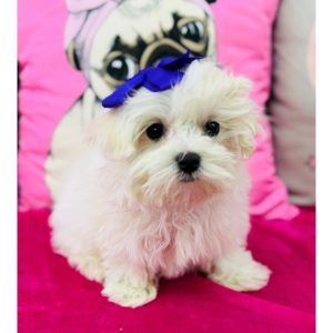 Maltese - 3903