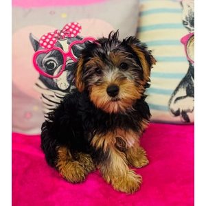 Yorkshire Terrier - 3910