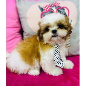 ShihTzu - 3912