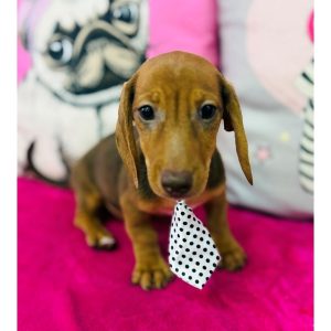 Dachshund - 3911