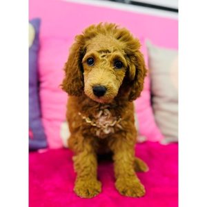 Moyen Poodle - 3913