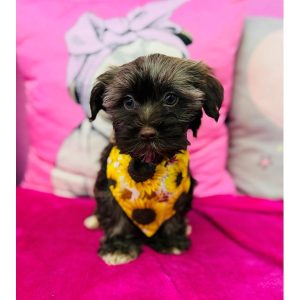 Havanese - 3916