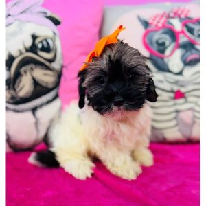 Havanese - 3915