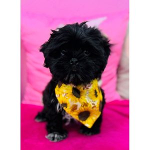 Shih Tzu - 3914