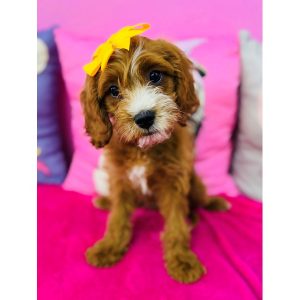 Cavapoo - 3918