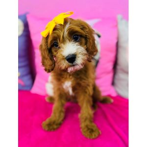 Cavapoo - 3918