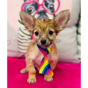 Chihuahua - 3880