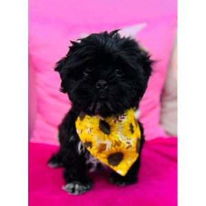 Shih Tzu - 3914