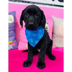 Labrador Retriever - 3919