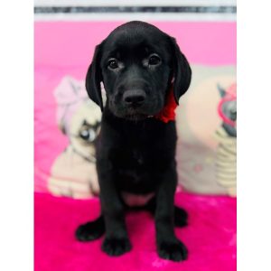 Labrador Retriever - 3920