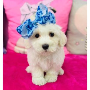Maltese - 3922