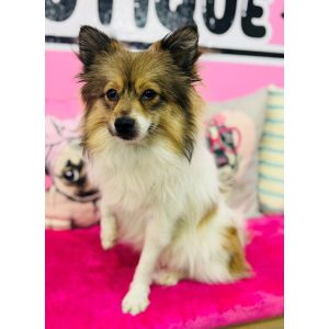 Pomeranian - 3858