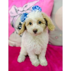Toy Poodle - 3927