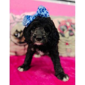 Cockapoo - 3926