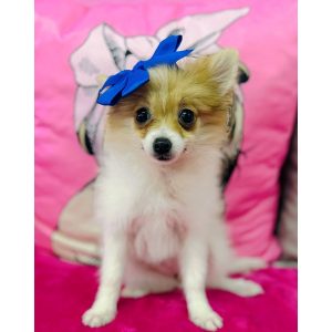 Pomeranian - 3923