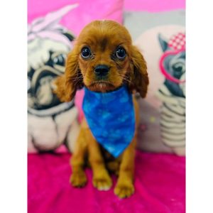 Cavalier King Charles Spaniel - 3931