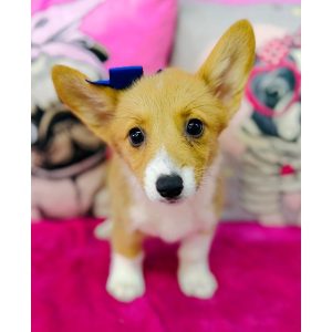 Pembroke Welsh Corgi - 3928