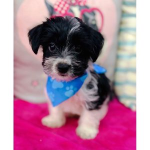 Morkie - 3929