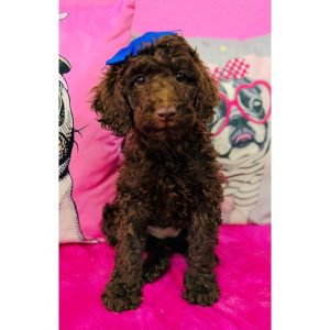 Miniature Poodle - 3930