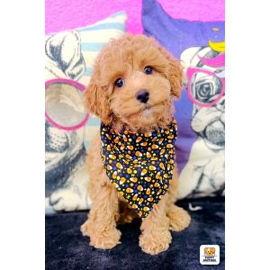 Miniature Poodle - 3933