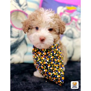 Havanese - 3934