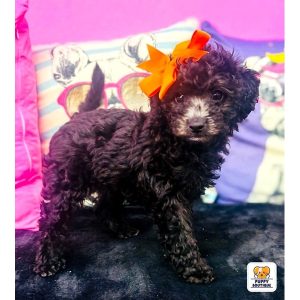 Maltipoo - 3936