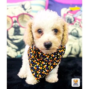 Bichonpoo - 3935
