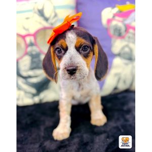Beagle - 3937