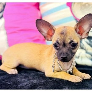 Chihuahua - 3939